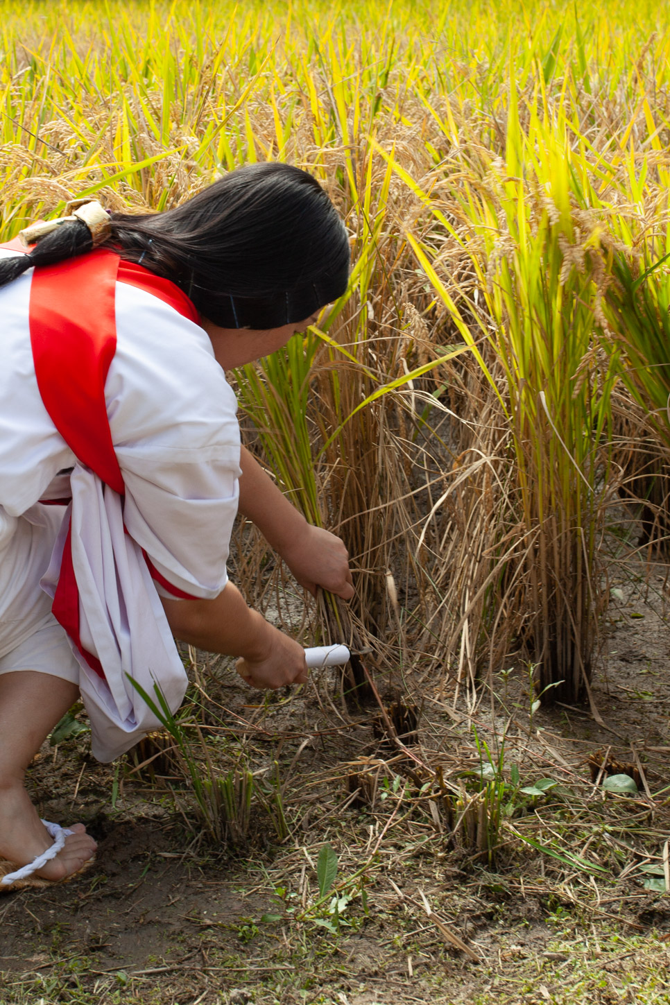 令和2年 抜穂祭