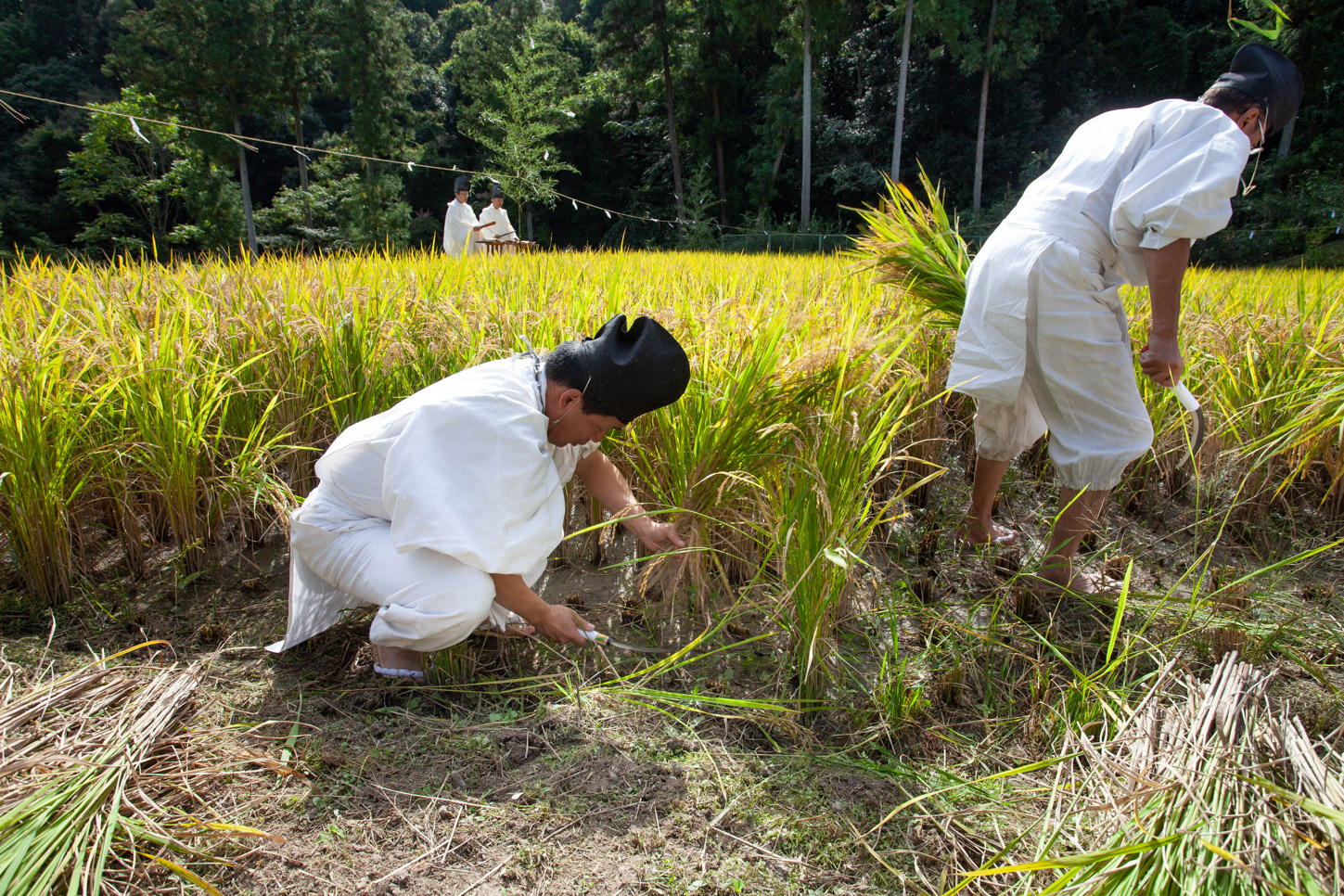 令和2年 抜穂祭