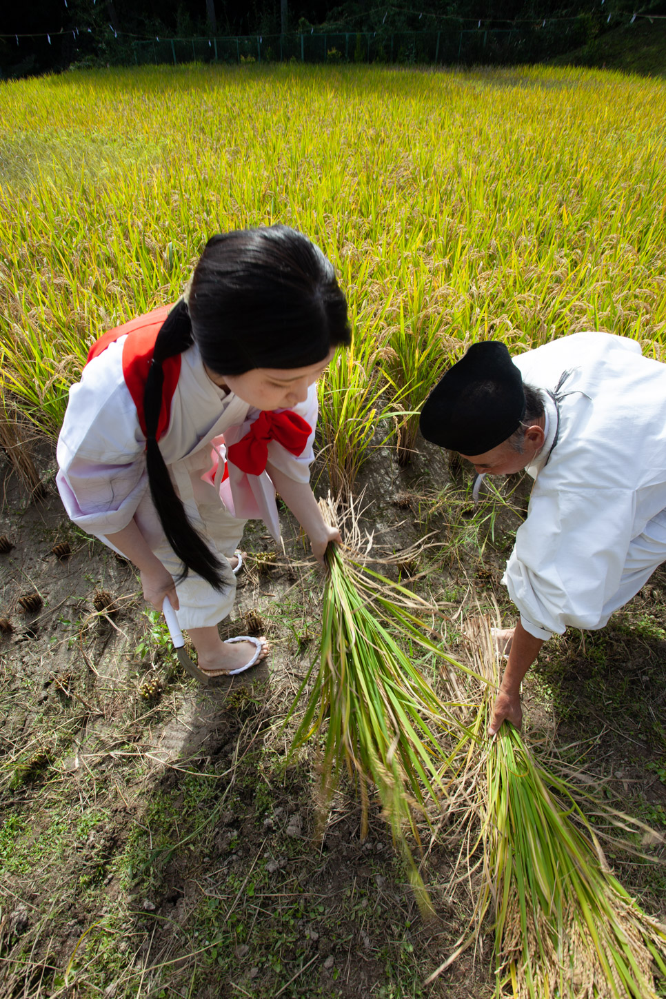 令和2年 抜穂祭