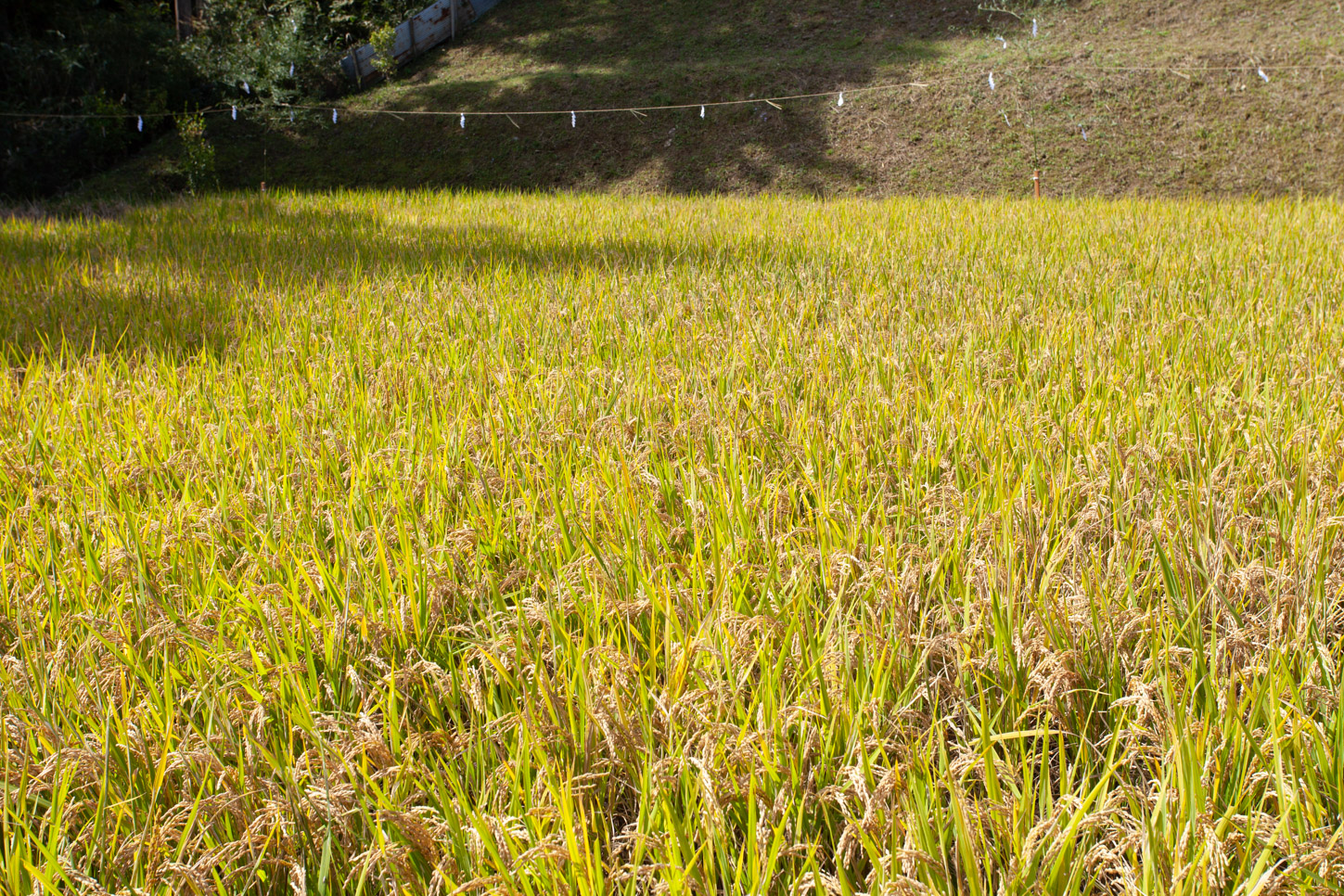 令和2年 抜穂祭