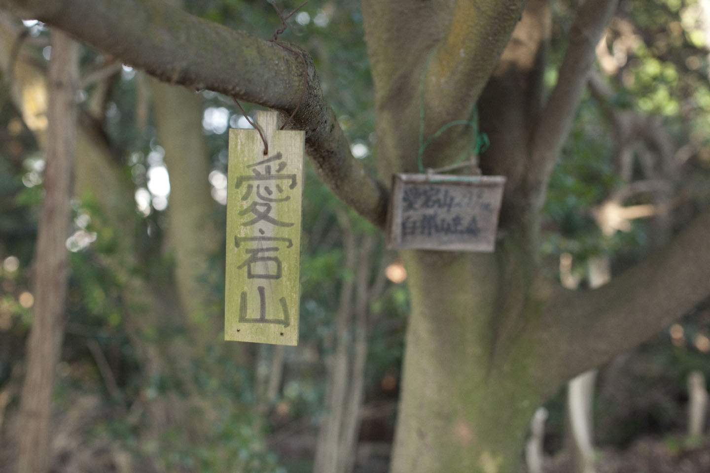愛宕山（琴平町）山頂の様子（平成21年 撮影）