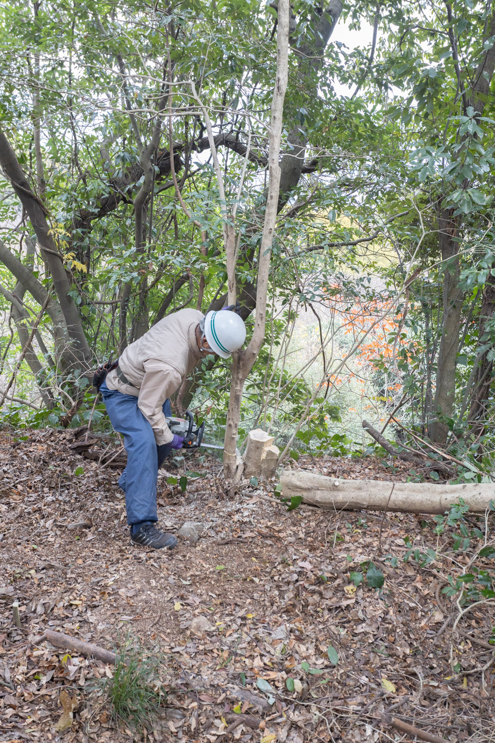 令和2年 御年木伐神事