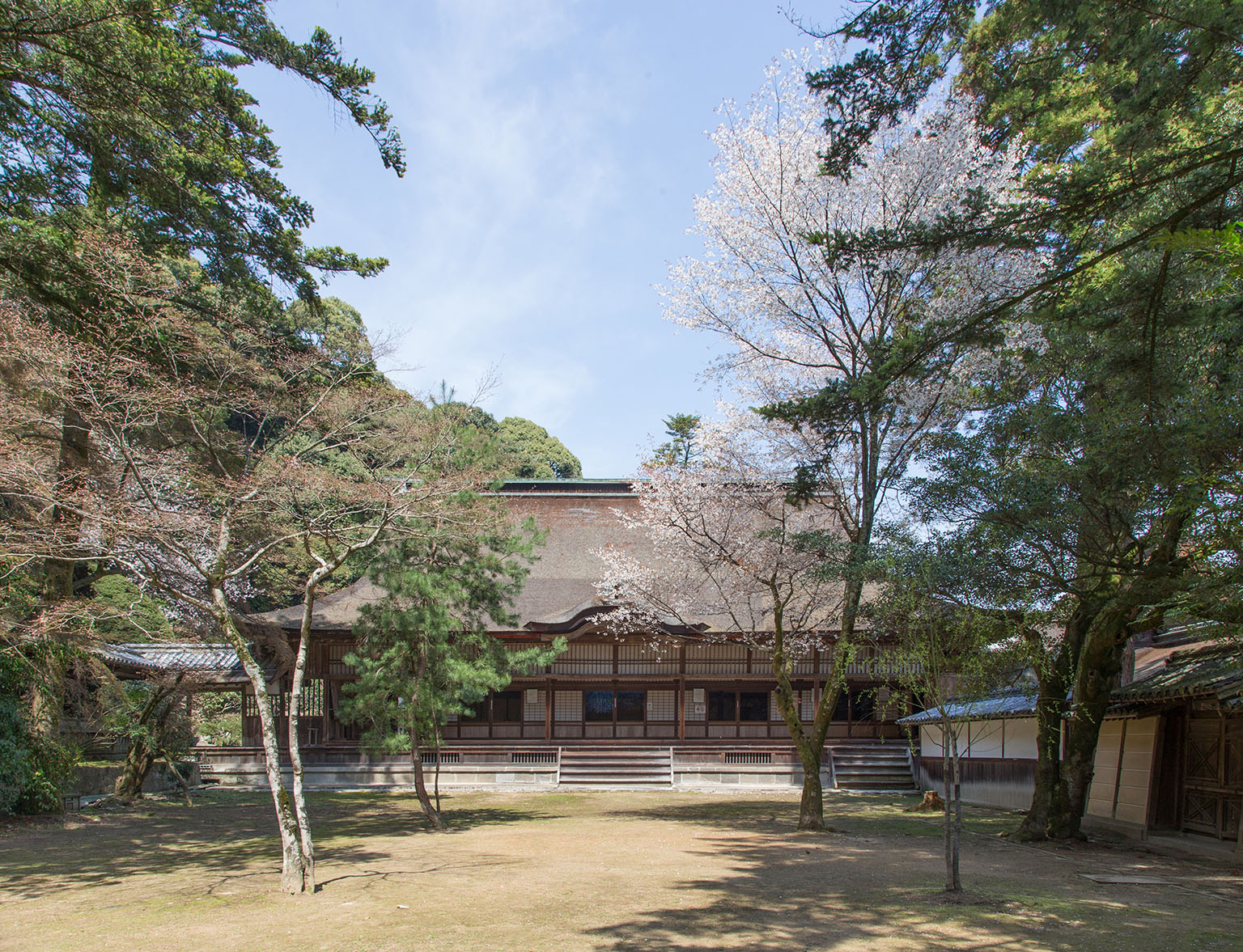 表書院 満開の桜