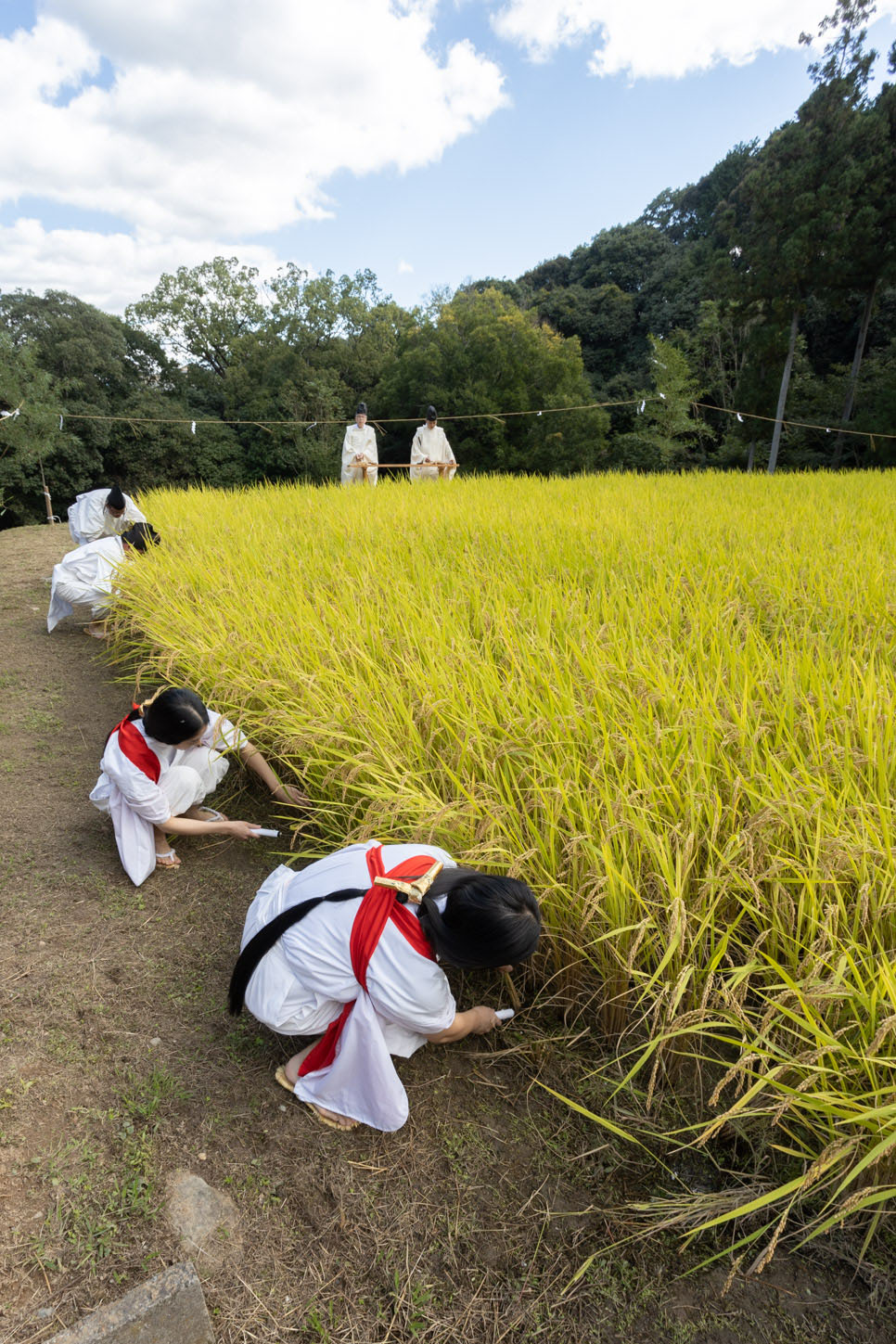 令和3年 抜穂祭