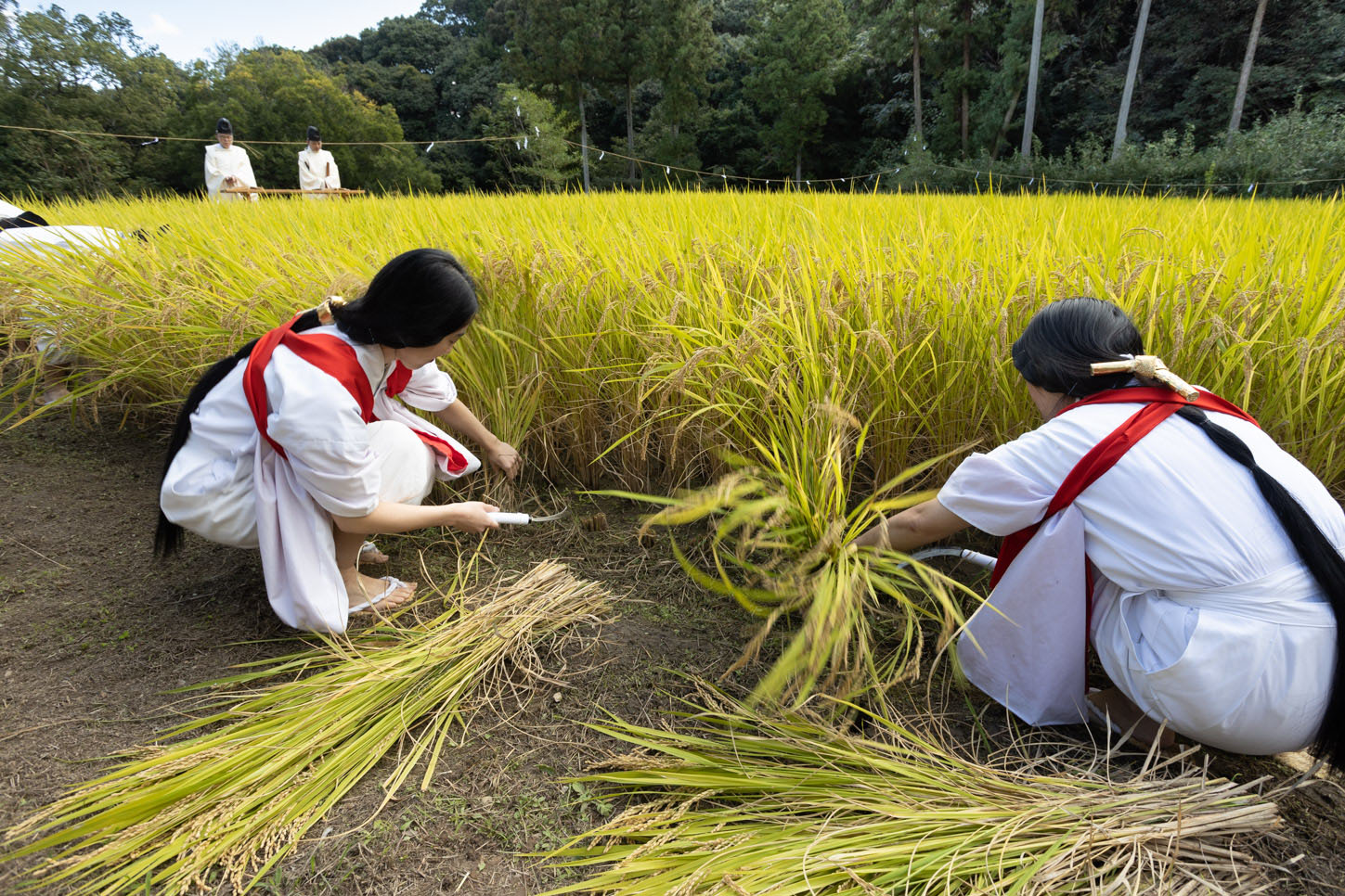 令和3年 抜穂祭