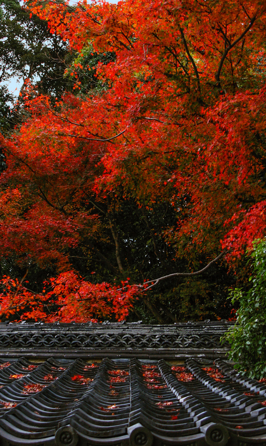 金刀比羅宮の紅葉