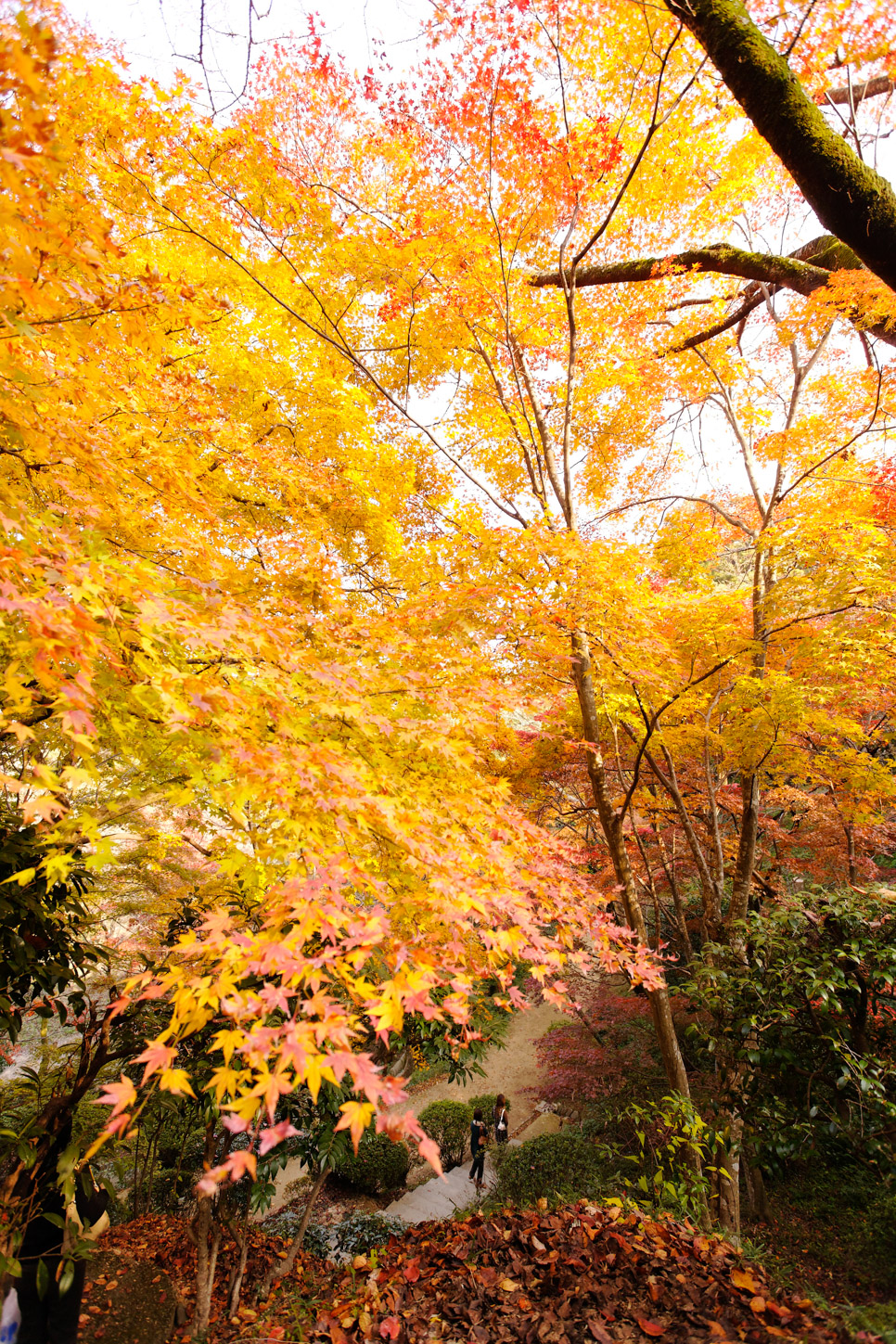 金刀比羅宮の紅葉