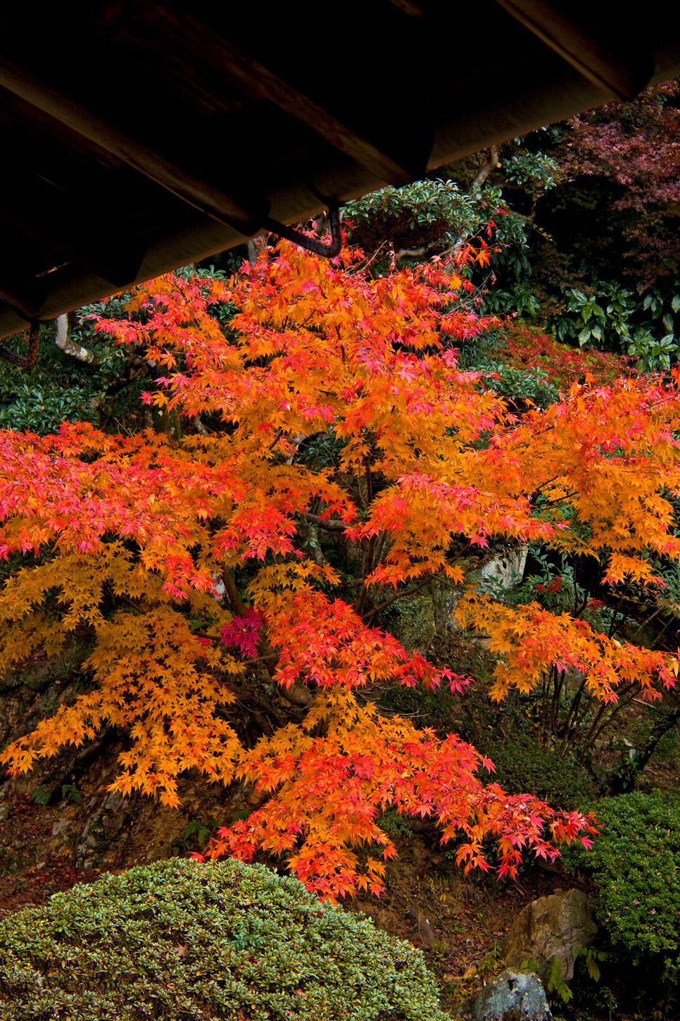 金刀比羅宮の紅葉