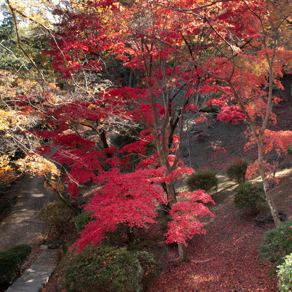 金刀比羅宮の紅葉