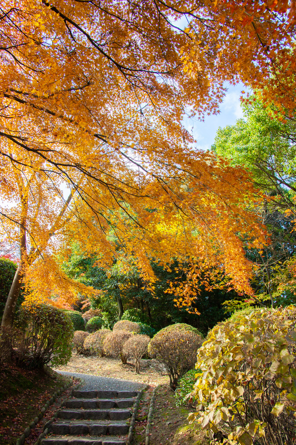 金刀比羅宮の紅葉