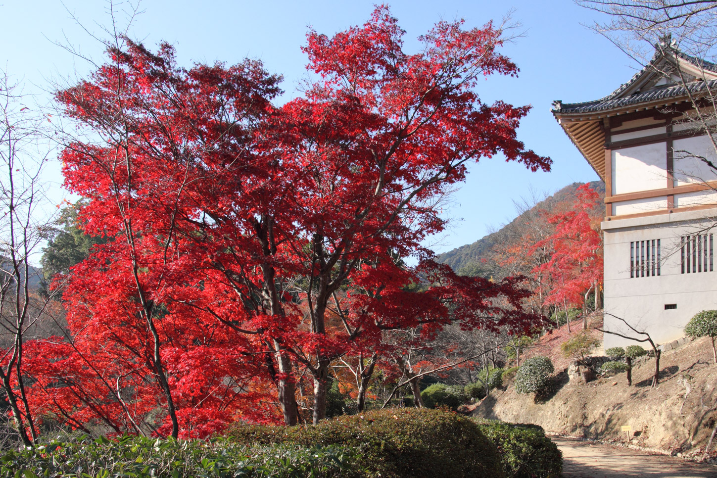 金刀比羅宮の紅葉