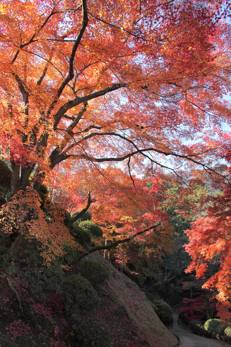金刀比羅宮の紅葉