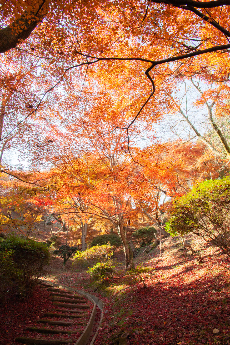 金刀比羅宮の紅葉