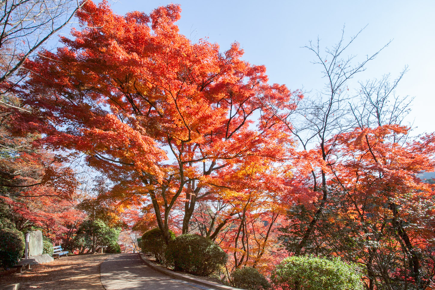 金刀比羅宮の紅葉