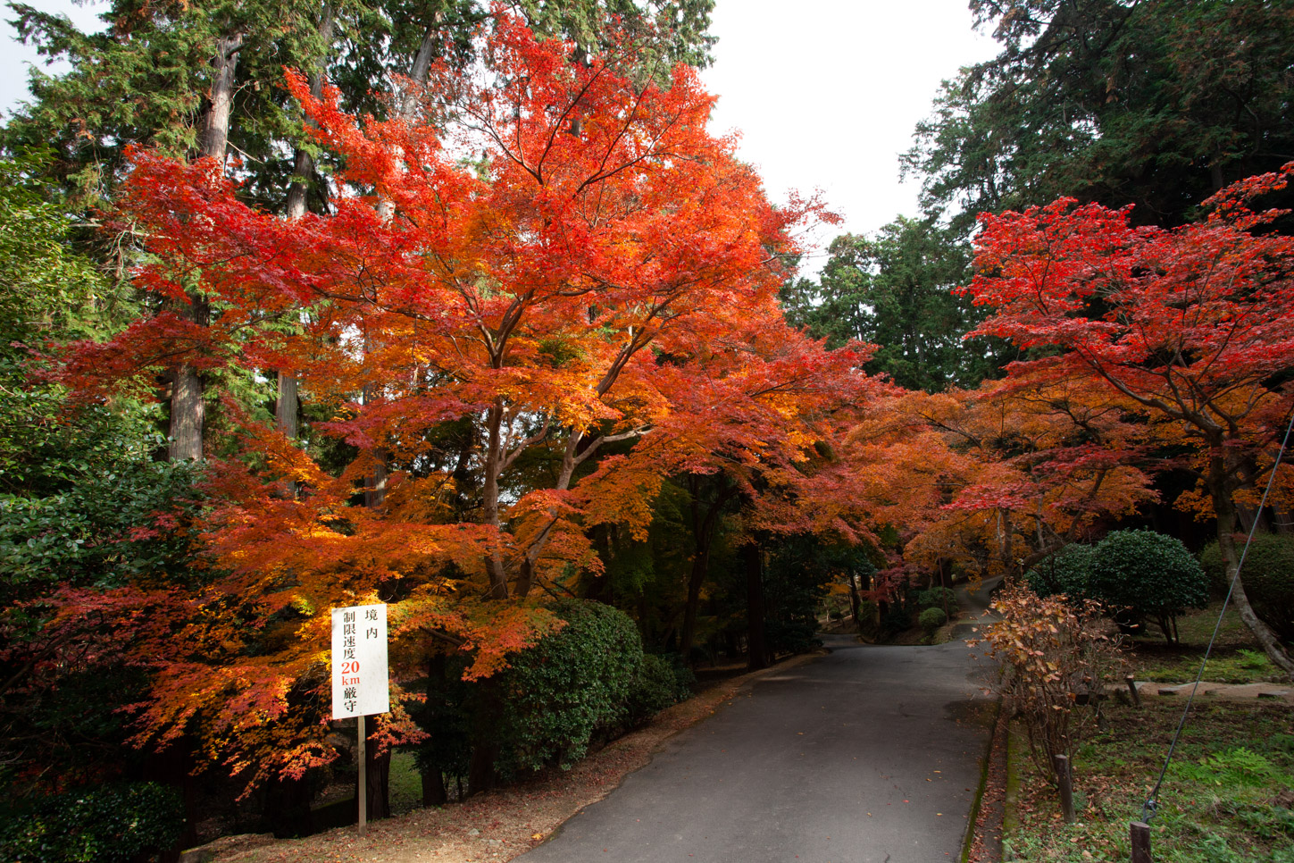 金刀比羅宮の紅葉