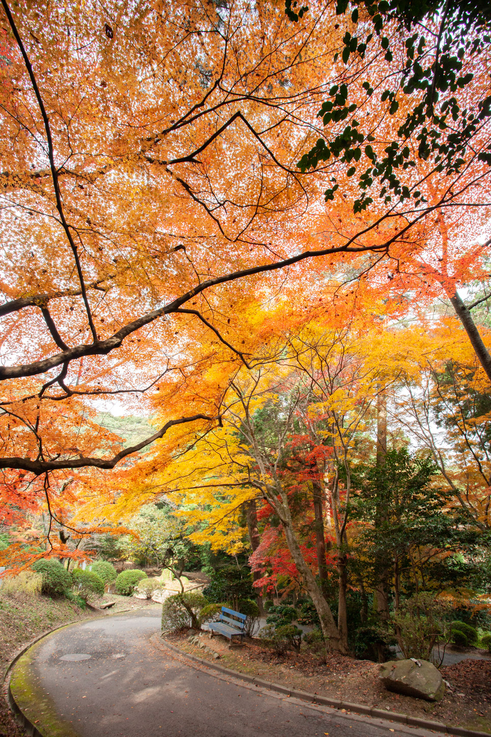金刀比羅宮の紅葉