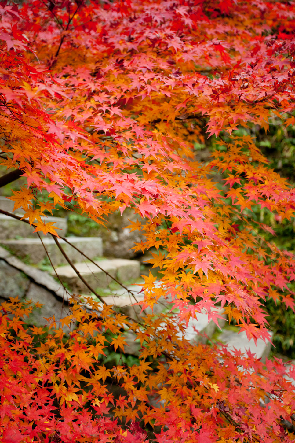 金刀比羅宮の紅葉