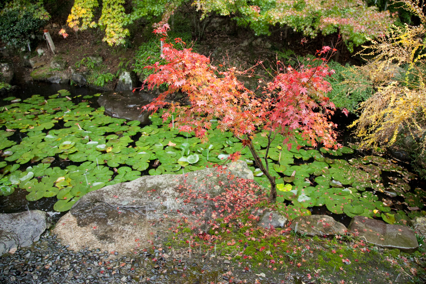金刀比羅宮の紅葉