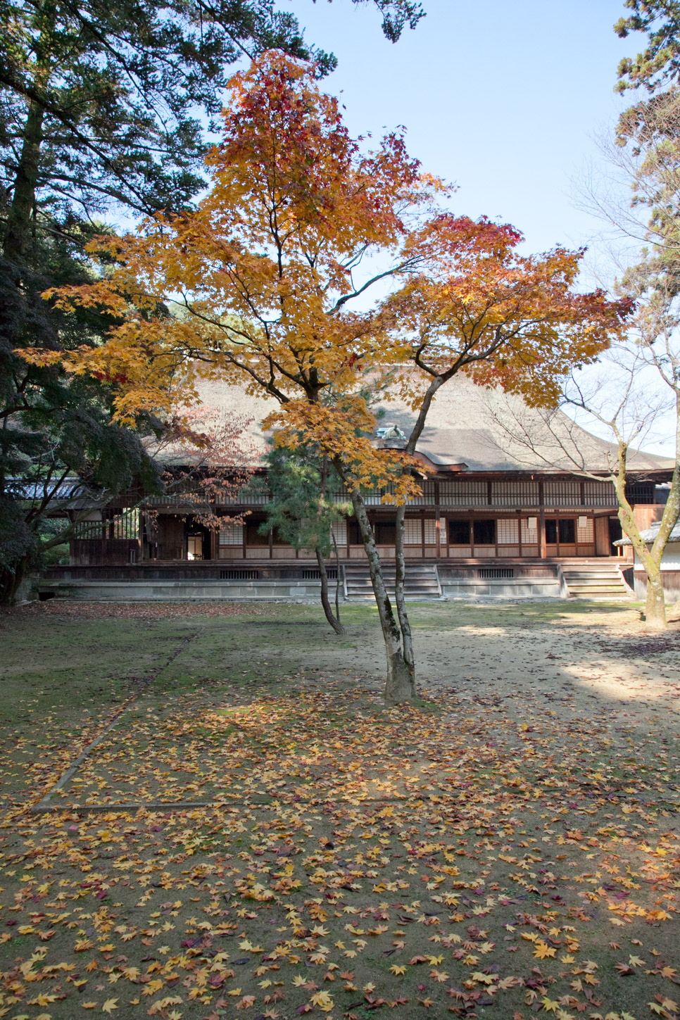 金刀比羅宮の紅葉