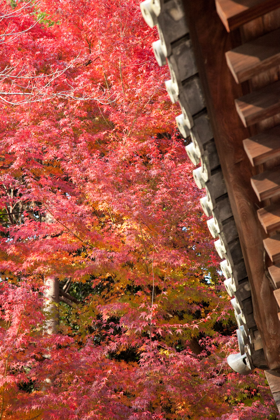 金刀比羅宮の紅葉