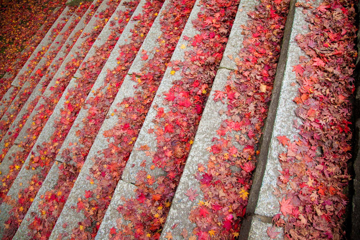 金刀比羅宮の紅葉