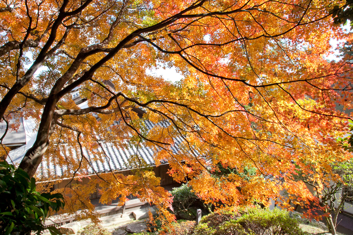 金刀比羅宮の紅葉