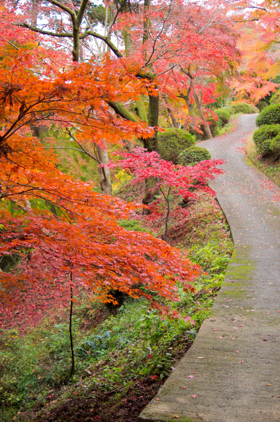 金刀比羅宮の紅葉