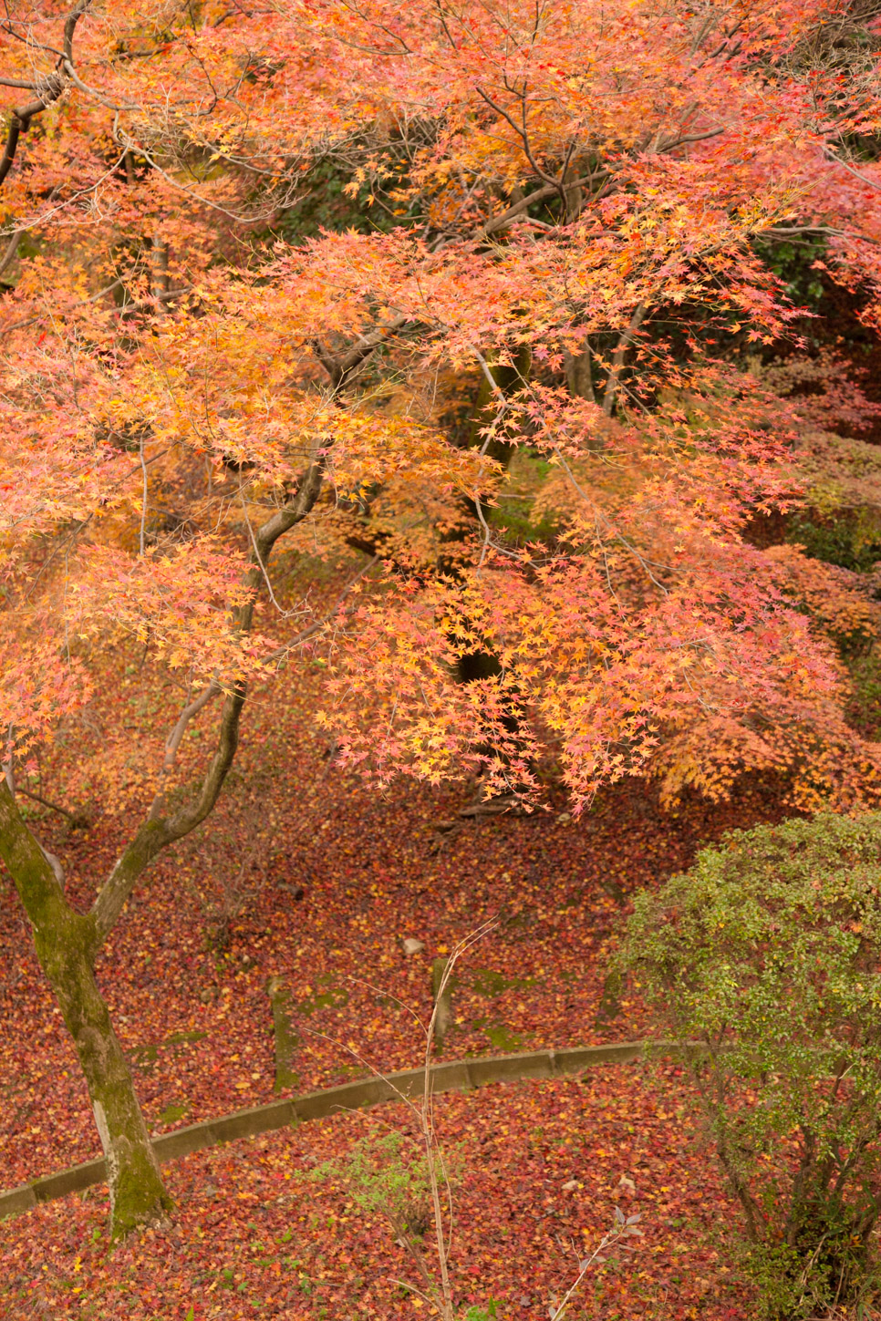 金刀比羅宮の紅葉