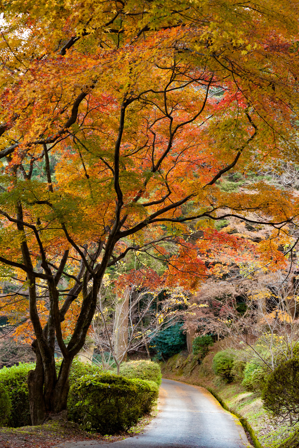 金刀比羅宮の紅葉