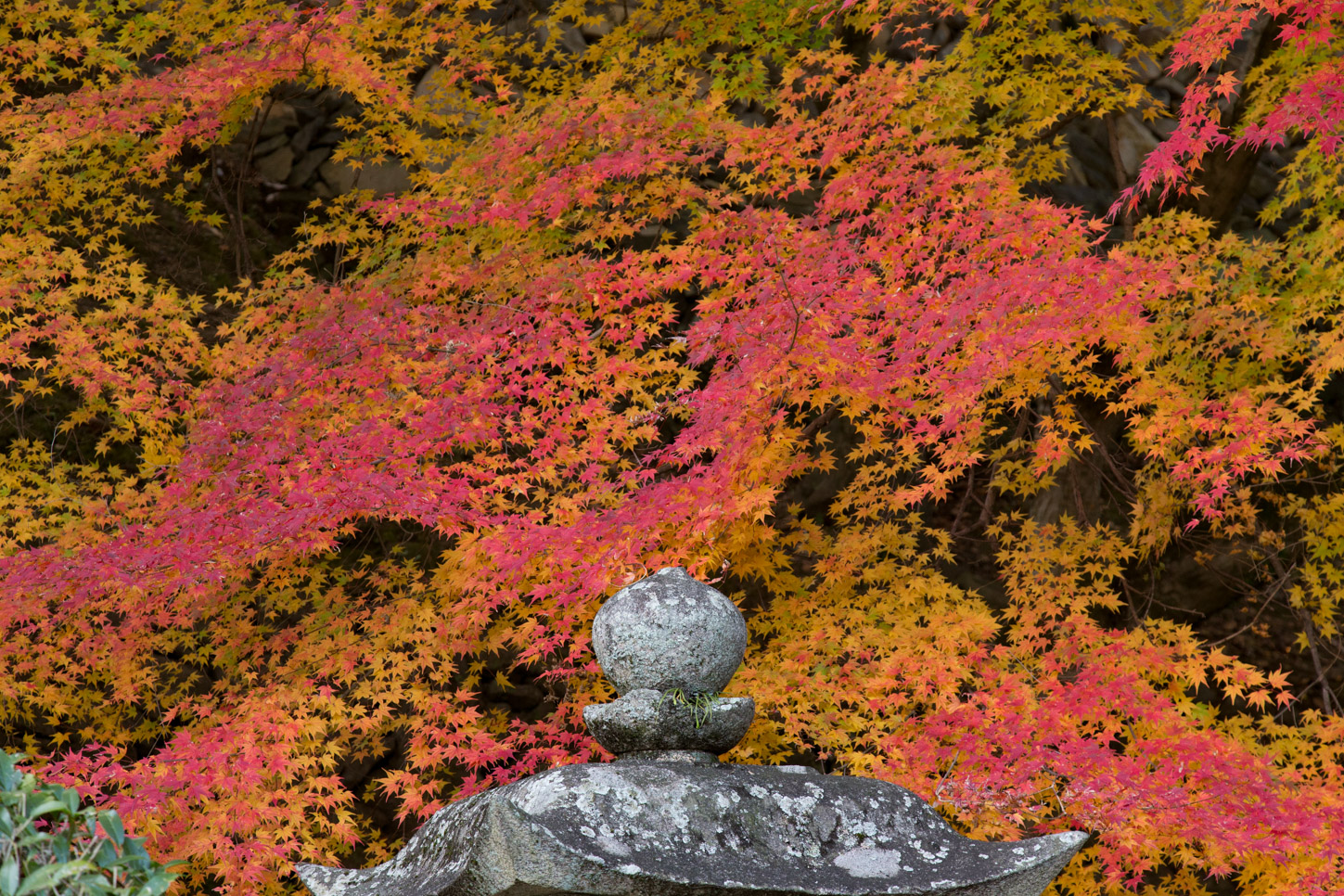 金刀比羅宮の紅葉