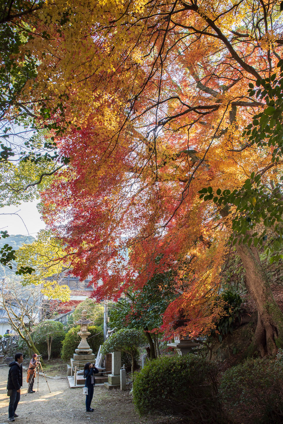 金刀比羅宮の紅葉