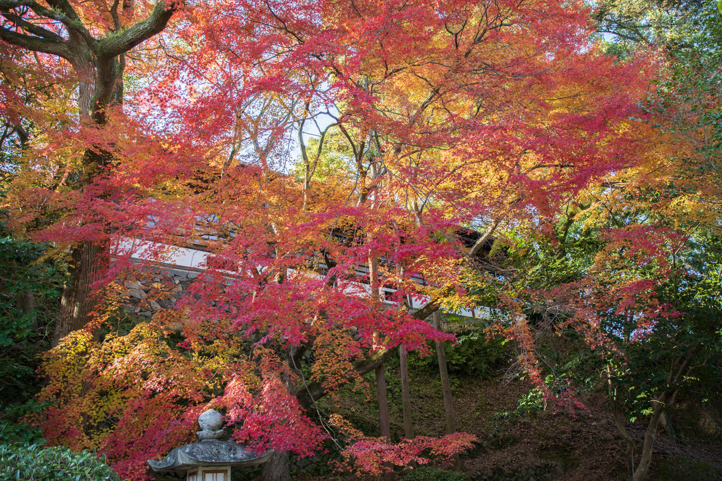 金刀比羅宮の紅葉
