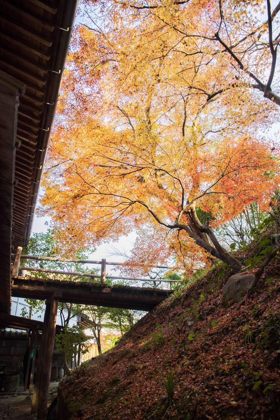 金刀比羅宮の紅葉