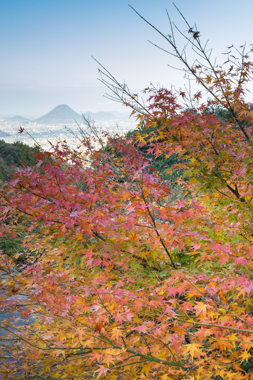 金刀比羅宮の紅葉