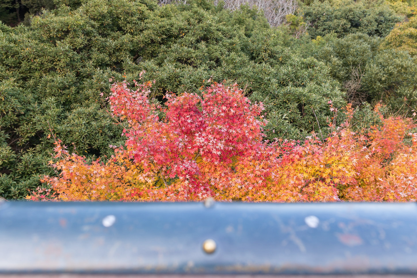金刀比羅宮の紅葉