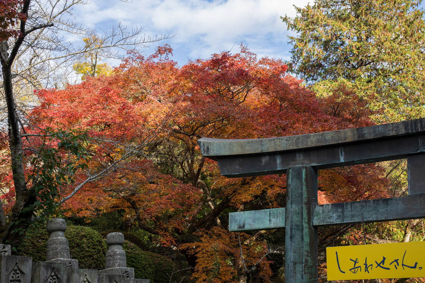 金刀比羅宮の紅葉