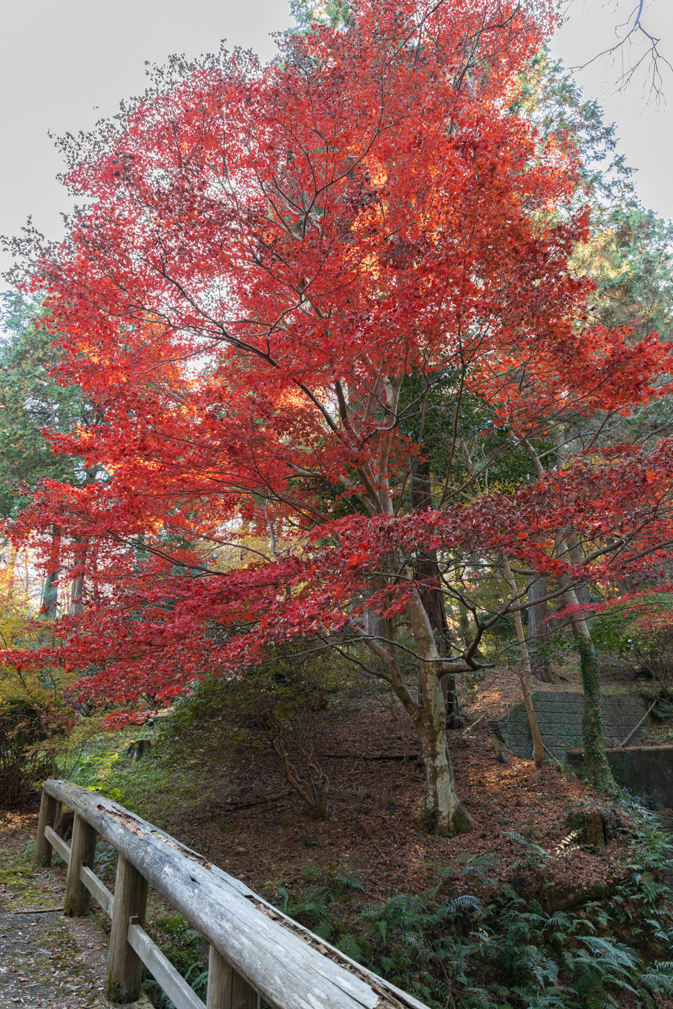 金刀比羅宮の紅葉