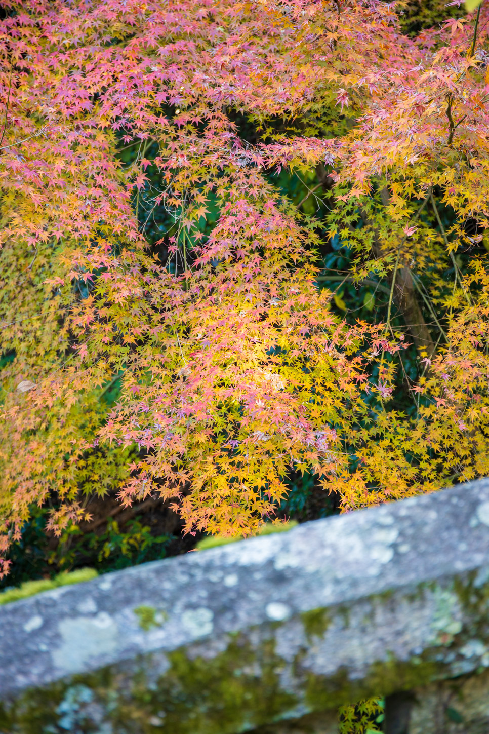 金刀比羅宮の紅葉