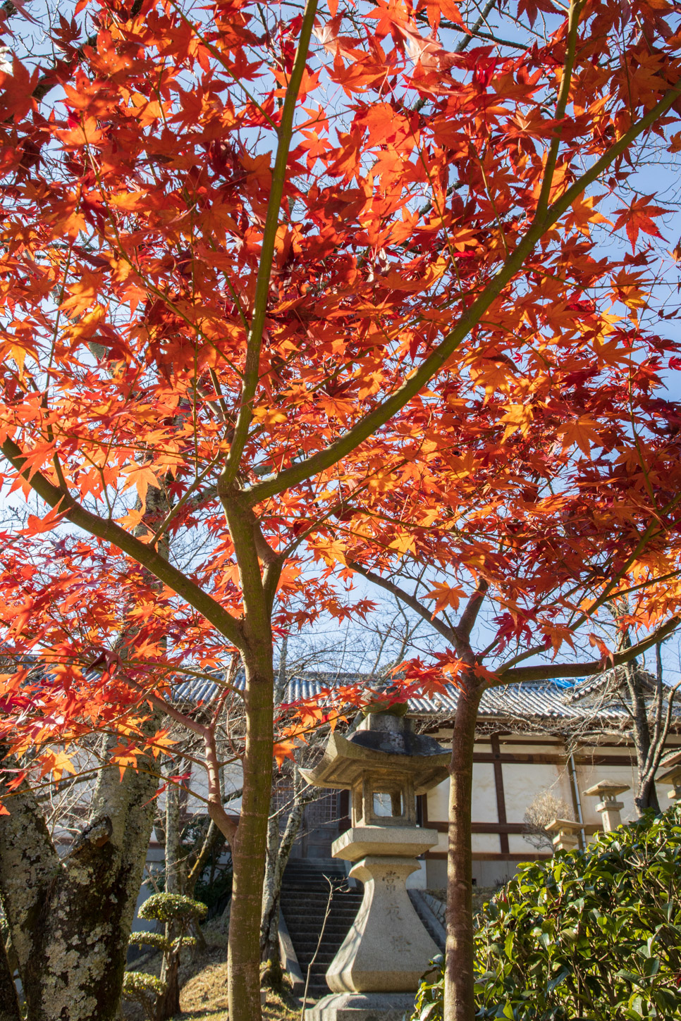 金刀比羅宮の紅葉