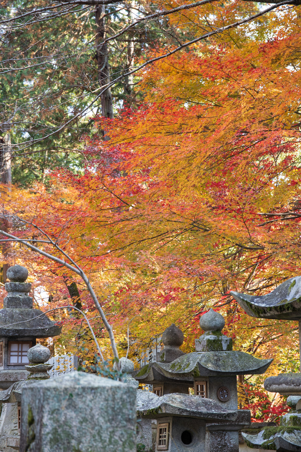 金刀比羅宮の紅葉