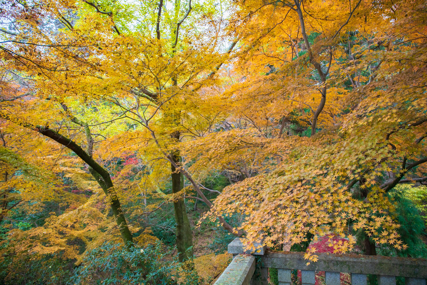 金刀比羅宮の紅葉