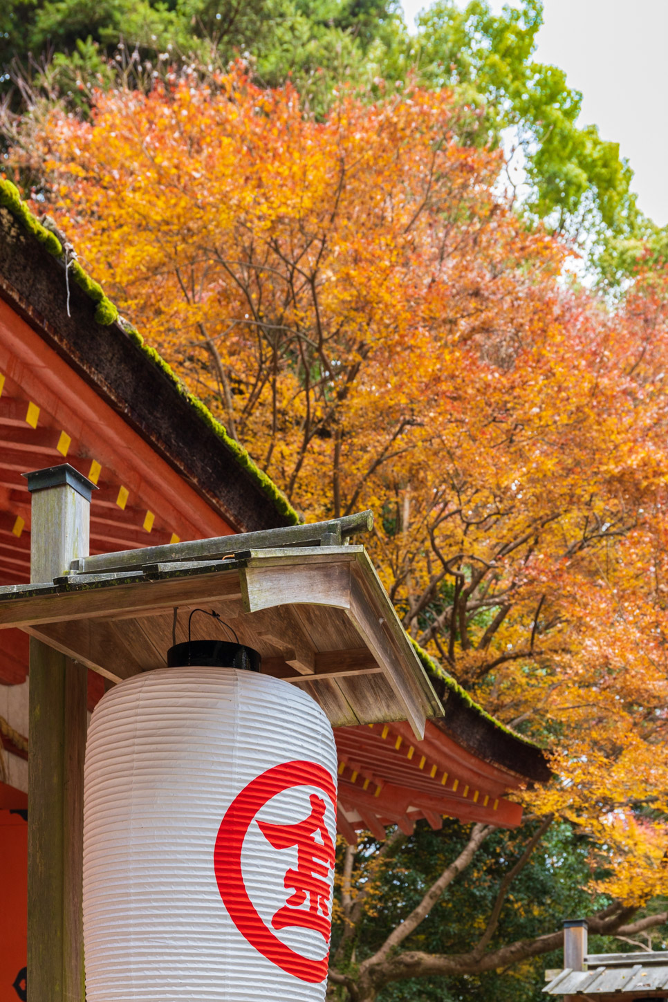 金刀比羅宮の紅葉