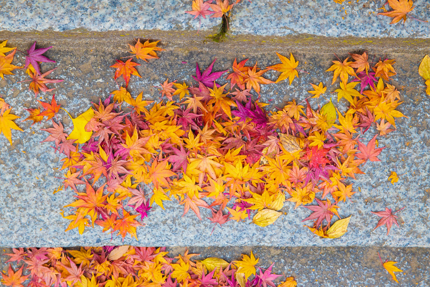 金刀比羅宮の紅葉