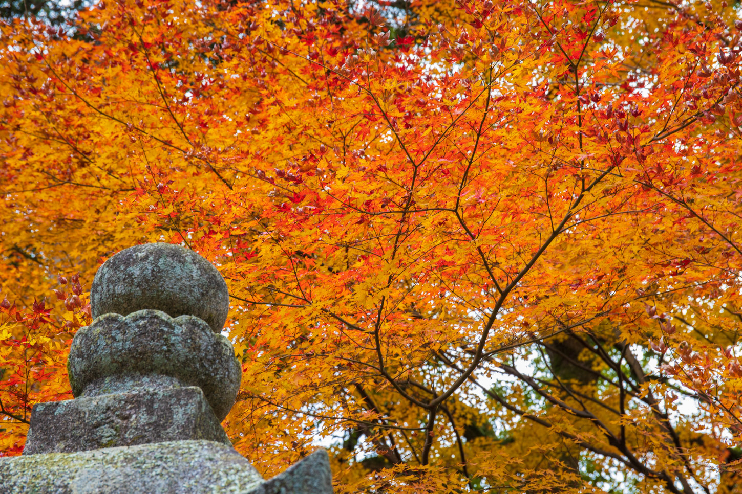 金刀比羅宮の紅葉