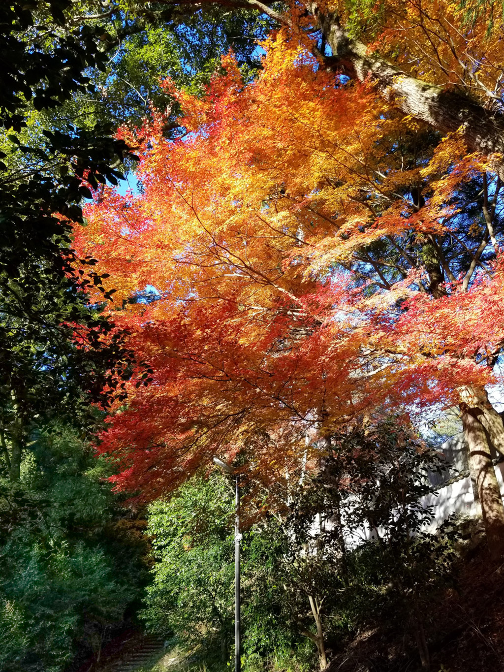 金刀比羅宮の紅葉