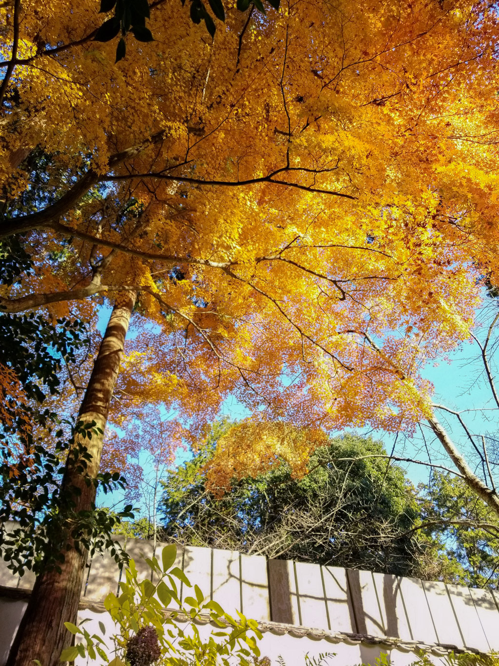 金刀比羅宮の紅葉
