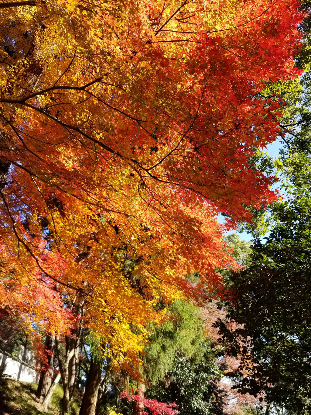 金刀比羅宮の紅葉