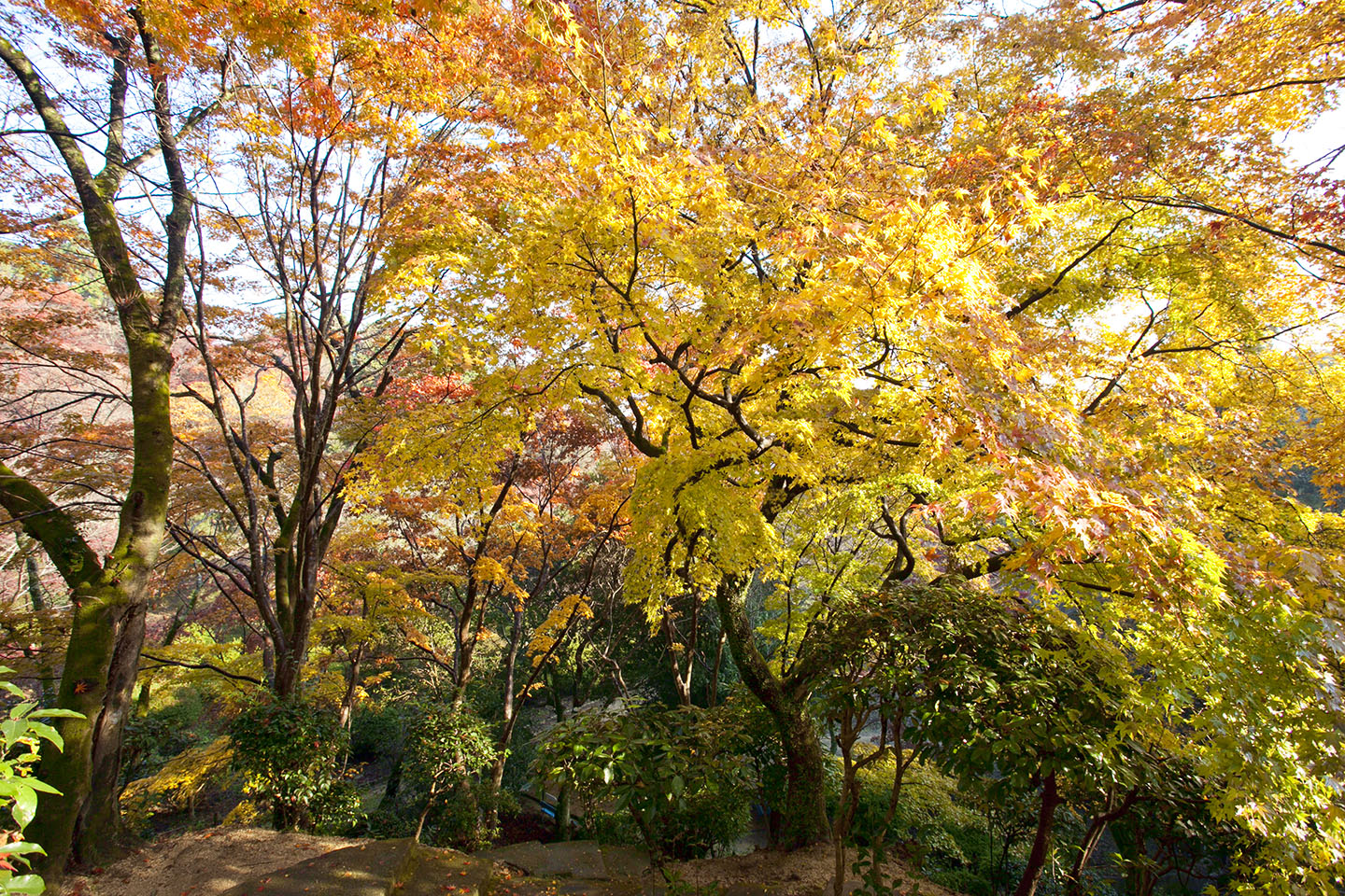 金刀比羅宮の紅葉