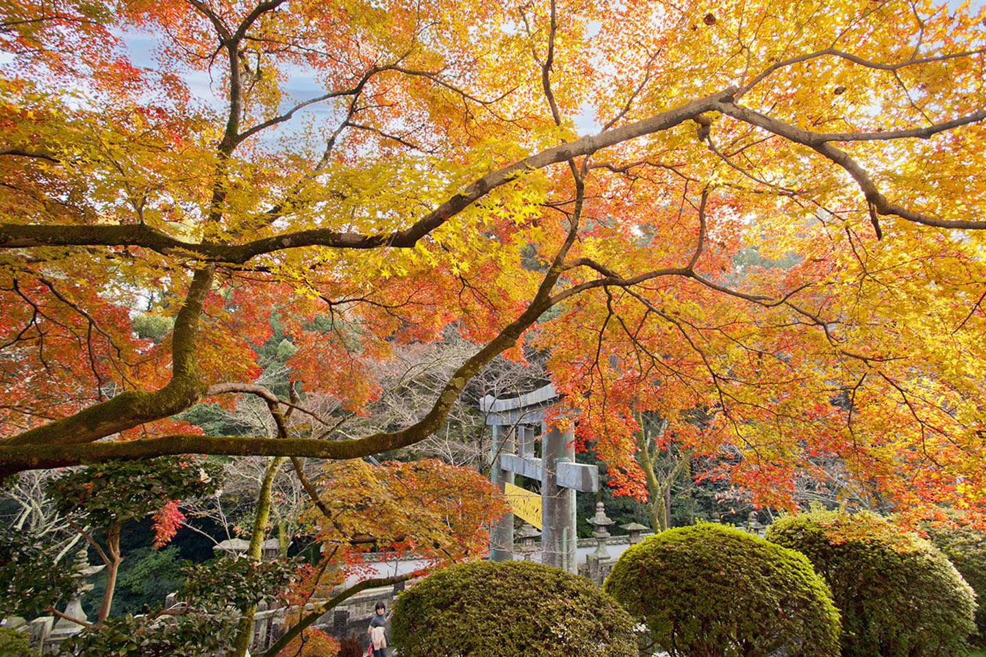 金刀比羅宮の紅葉