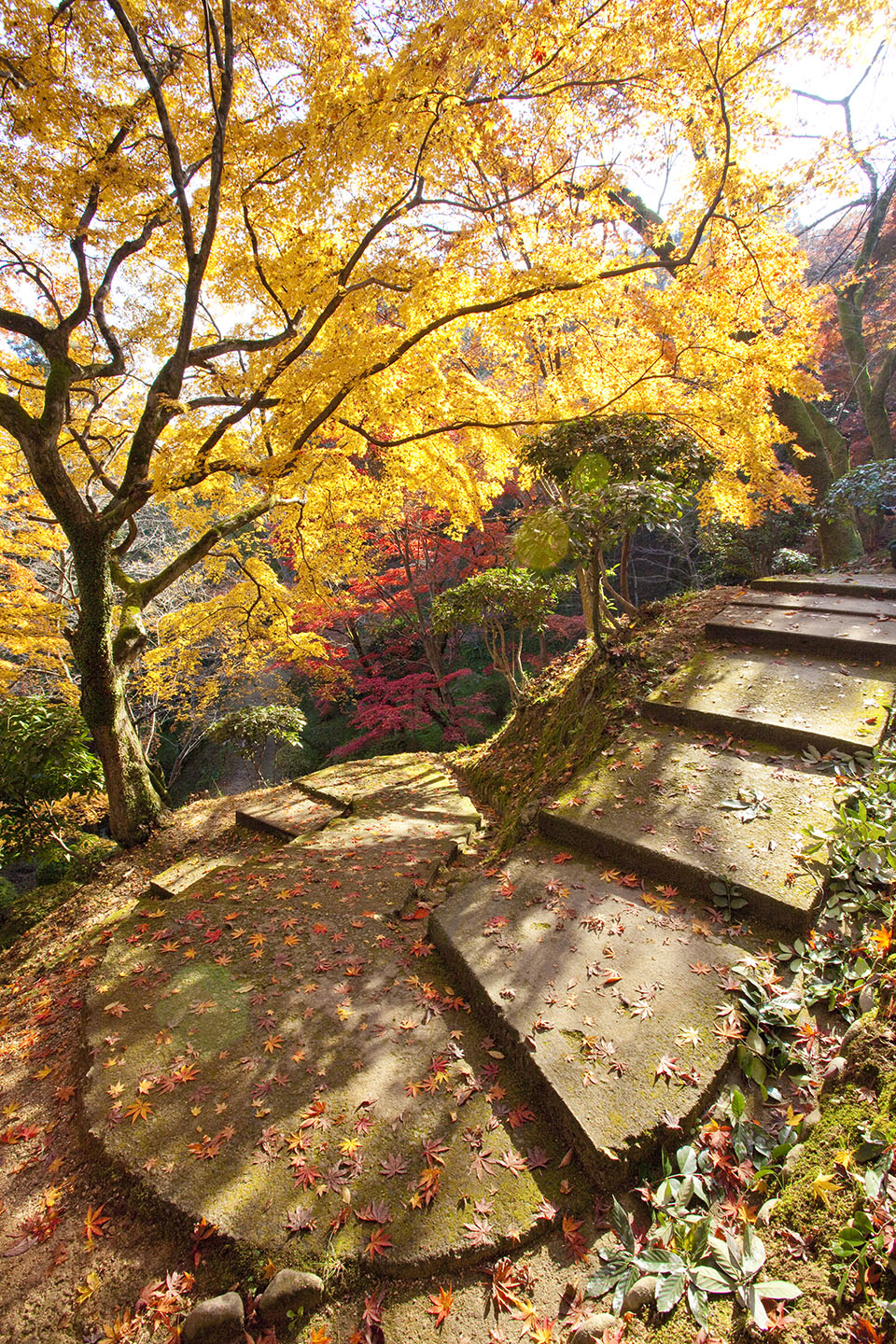 金刀比羅宮の紅葉